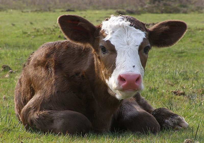 Storytime: Little Govind&#8217;s Baby Calf