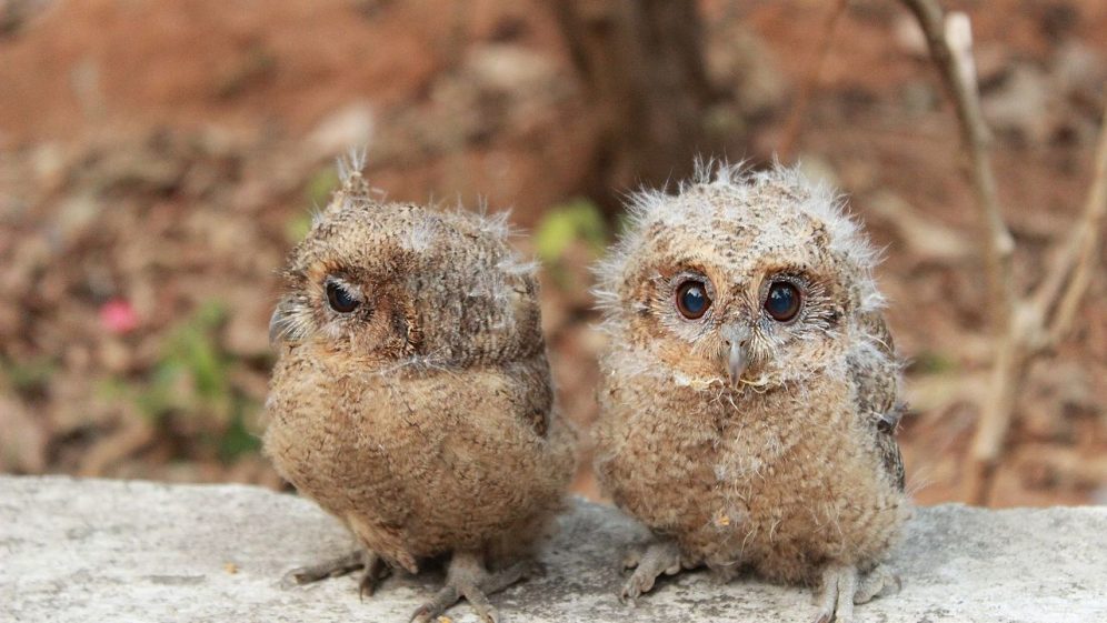 Storytime: Owl Babies