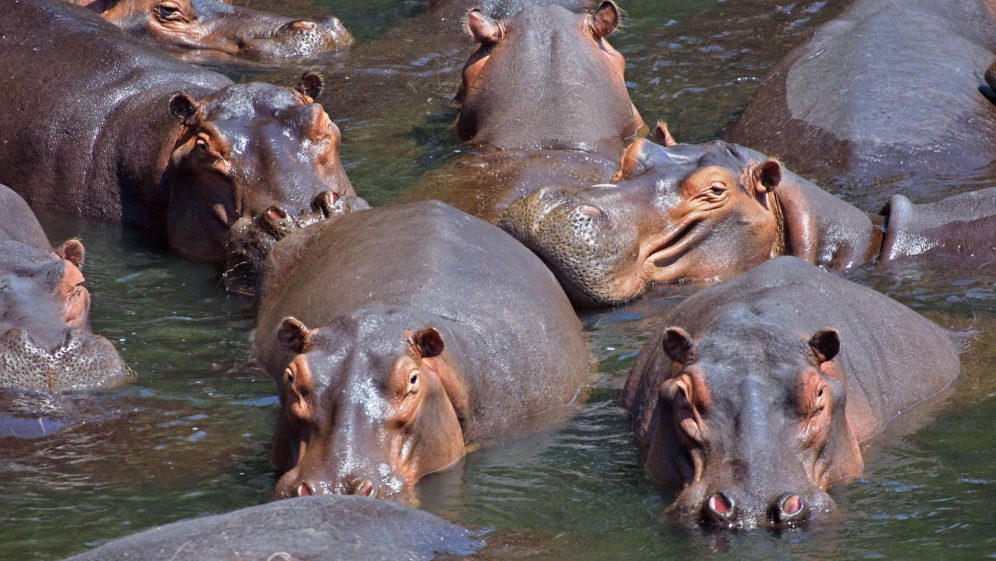 Storytime: When Do Hippos Play?